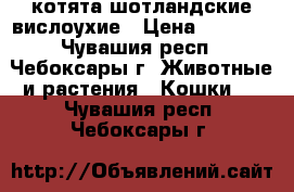 котята шотландские вислоухие › Цена ­ 5 000 - Чувашия респ., Чебоксары г. Животные и растения » Кошки   . Чувашия респ.,Чебоксары г.